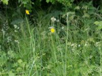 Tragopogon pratensis ssp. minor Toarp, Malmö, Skåne, Sweden 20160606_0003