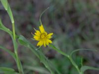 Tragopogon pratensis ssp. minor Ulricedal, Malmö, Skåne, Sweden 20190617_0006