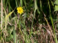 Tragopogon pratensis ssp. minor Väderögatan, Malmö, Skåne, Sweden 20160611_0020