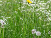 Tragopogon pratensis ssp. pratensis Oxåker, Norrköping, Östergötland, Sweden 20190608_0318