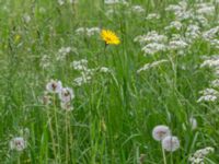 Tragopogon pratensis ssp. pratensis Oxåker, Norrköping, Östergötland, Sweden 20190608_0319