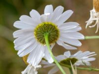 Tripleurospermum inodorum Carolibron, Malmö, Skåne, Sweden 20180626_0098