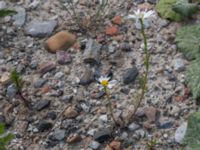 Tripleurospermum inodorum Grodreservatet, Norra hamnen, Malmö, Skåne, Sweden 20160529_0144