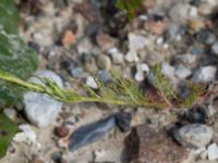 Tripleurospermum inodorum Grodreservatet, Norra hamnen, Malmö, Skåne, Sweden 20160529_0147