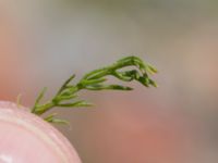 Tripleurospermum inodorum Grodreservatet, Norra hamnen, Malmö, Skåne, Sweden 20160529_0149