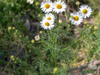 Tripleurospermum inodorum Jordhögar, Hyllie, Malmö, Skåne, Sweden 20180604_0071