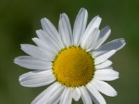 Tripleurospermum inodorum Jordhögar, Hyllie, Malmö, Skåne, Sweden 20180604_0072