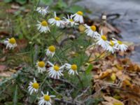 Tripleurospermum inodorum Klagshamns kalkbrott, Klagshamns udde, Malmö, Skåne, Sweden 20151030_0026