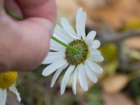 Tripleurospermum inodorum Klagshamns kalkbrott, Klagshamns udde, Malmö, Skåne, Sweden 20151030_0027