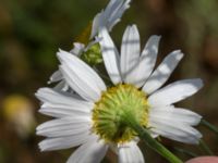 Tripleurospermun inodorum Lindängelunds rekreationsområde, Malmö, Skåne, Sweden 20150829_0030