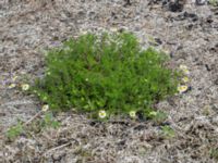 Tripleurospermum maritimum ssp. maritimum Bunkern, Tygelsjö ängar, Malmö, Skåne, Sweden 20150724_0069