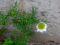 Tripleurospermum maritimum ssp. maritimum Torekov, Båstad, Skåne, Sweden 20181030_0079