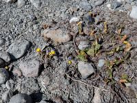 Tussilago farfara 0.9 km NNE Gudauri Monument, Stepantsminda, Mtskheta-Mtianeti, Georgia 20180425_3357