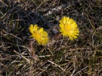 Tussilago farfara Björkadammen, Bunkeflostrand, Malmö, Skåne, Sweden 20220313_0033