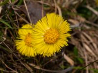 Tussilago farfara Limhamns kalkbrott, Malmö, Skåne, Sweden 20190330_0037