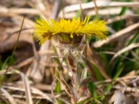 Tussilago farfara Limhamns kalkbrott, Malmö, Skåne, Sweden 20190330_0038