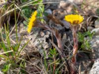 Tussilago farfara Limhamns kalkbrott, Malmö, Skåne, Sweden 20190330_0039