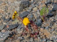 Tussilago farfara Limhamns kalkbrott, Malmö, Skåne, Sweden 20190330_0041