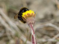 Tussilago farfara Lindängelund, Malmö, Skåne, Sweden 20180414_0016