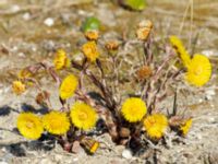 Tussilago farfara Norra hamnen, Malmö, Skåne, Sweden 20200408_0005