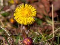 Tussilago farfara Ulricedal, Malmö, Skåne, Sweden 20200321_0061