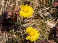 Tussilago farfara Ulricedal, Malmö, Skåne, Sweden 20200321_0062