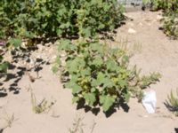 Xanthium albinum Anapa beach, Krasnodar, Russia 20160910_0232