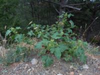 Xanthium albinum Sevastopol-Yalta, Crimea, Russia 20150915_0327