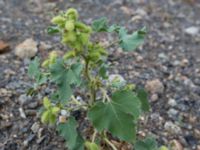 Xanthium albinum Sevastopol-Yalta, Crimea, Russia 20150915_0336