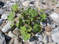 Xanthium strumarium River Thagapsh, Lazarevskoye, Krasnodar, Russia 20160913_0486