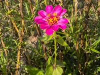 Zinnia elegans Spårvägen, Malmö, Skåne, Sweden 20200916_0031