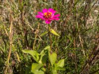 Zinnia elegans Spårvägen, Malmö, Skåne, Sweden 20200922_0002