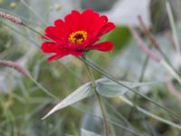 Zinnia elegans Stora Varvsgatan, Malmö, Skåne, Sweden 20230930_0014