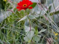 Zinnia elegans Stora Varvsgatan, Malmö, Skåne, Sweden 20230930_0015