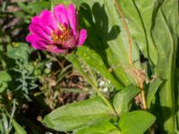 Zinnia peruviana Jespersgatan 22, Malmö, Skåne, Sweden 20220811_0001