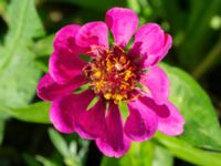 Zinnia peruviana Jespersgatan 22, Malmö, Skåne, Sweden 20220811_0006