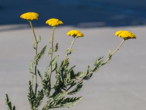 Achillea filipendulina - Fernleaf Yarrow - Praktröllika