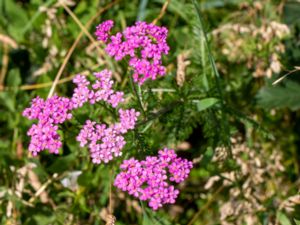 Achillea millefolium - Yarrow - Röllika