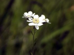 Achillea ptarmica - Sneezewort - Nysört