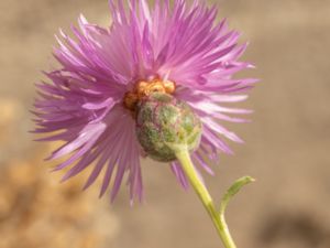 Amberboa moschata - Sweetsultan - Doftklint