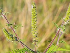 Ambrosia artemisiifolia - Annual Ragweed - Malörtsambrosia