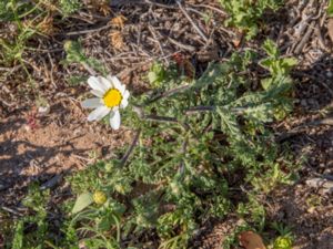 Anacyclus clavatus - Whitebuttons - Vit bertram