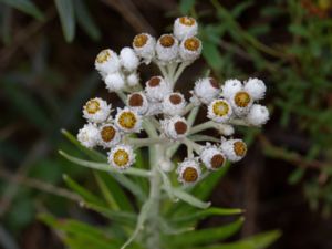 Anaphalis margaritacea - Western Pearly Everlasting - Pärleternell