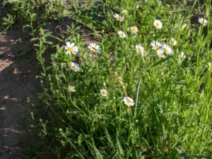 Anthemis arvensis - Mayweed - Åkerkulla