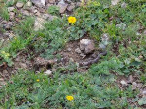 Anthemis caucasica