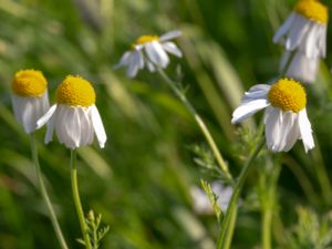 Anthemis cotula - Stinking Chamomile - Kamomillkulla