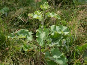 Arctium lappa - Gobo - Stor kardborre