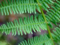 Athyrium filix-femina Havgårdsnäs, Hässleholm, Skåne, Sweden 20180826_0084