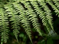 Athyrium filix-femina Söderåsens nationalpark, Svalöv, Skåne, Sweden 20150723_0026