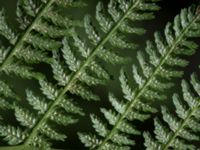 Athyrium filix-femina Söderåsens nationalpark, Svalöv, Skåne, Sweden 20150723_0027